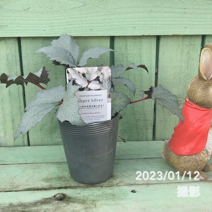 カン クリスマスローズ 株分け SSブラウニー クリスマスローズ 『ステルニー シルバースター』 1苗 4号プラ