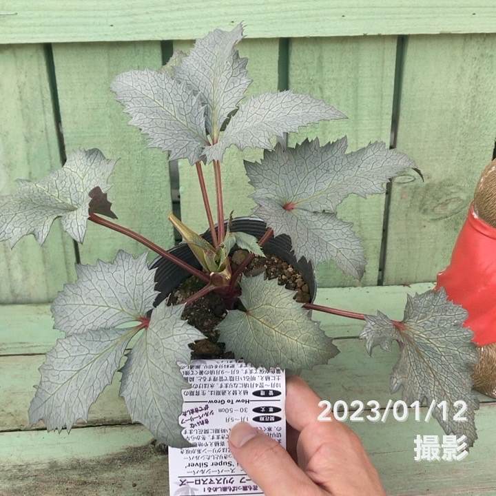 カラーリーフクリスマスローズ 3.5号 ステルニー スーパーシルバー（赤