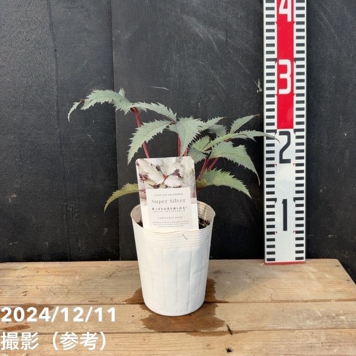 カラーリーフクリスマスローズ 3.5号 ステルニー スーパーシルバー（赤