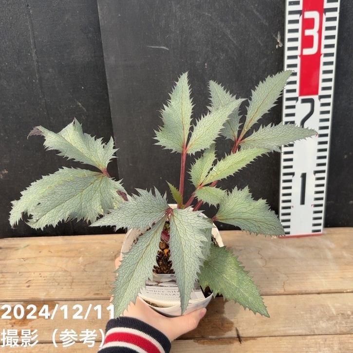 カラーリーフクリスマスローズ 3.5号 ステルニー スーパーシルバー（赤