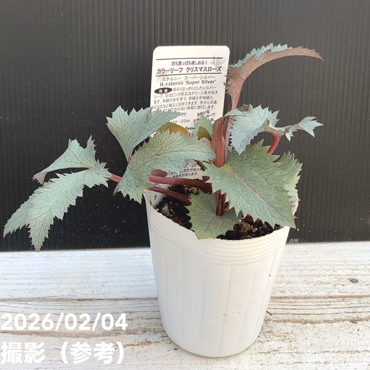 カラーリーフクリスマスローズ 3.5号 ステルニー スーパーシルバー（赤