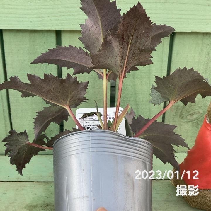 カラーリーフクリスマスローズ 3.5号 ステルニー スーパーシルバー（赤