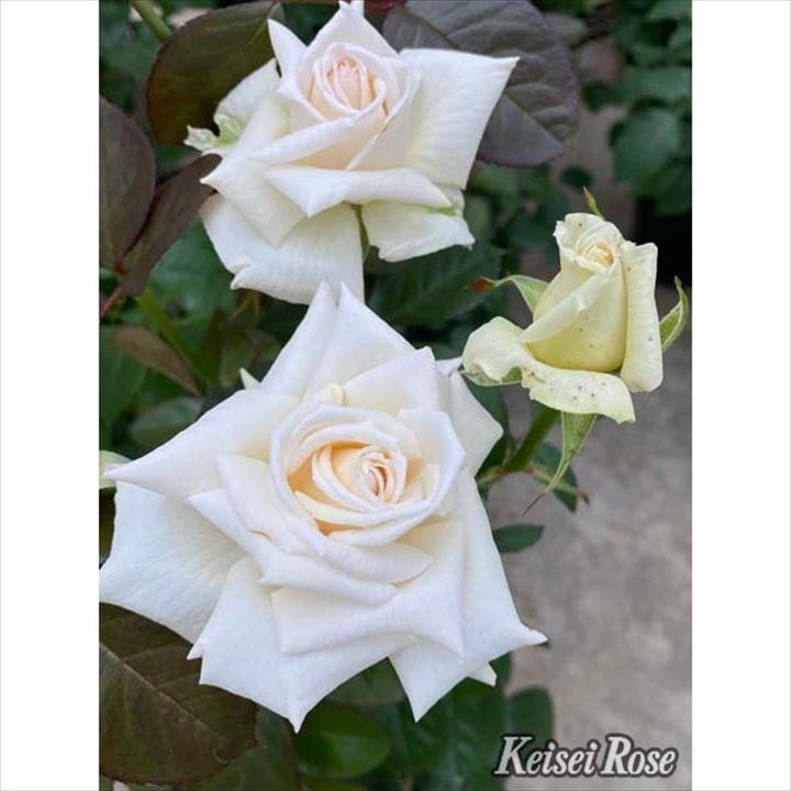 クレムドアンバラ売り可（一個　¥3500） クレムドアンバラ売り可（一個 ¥3500）