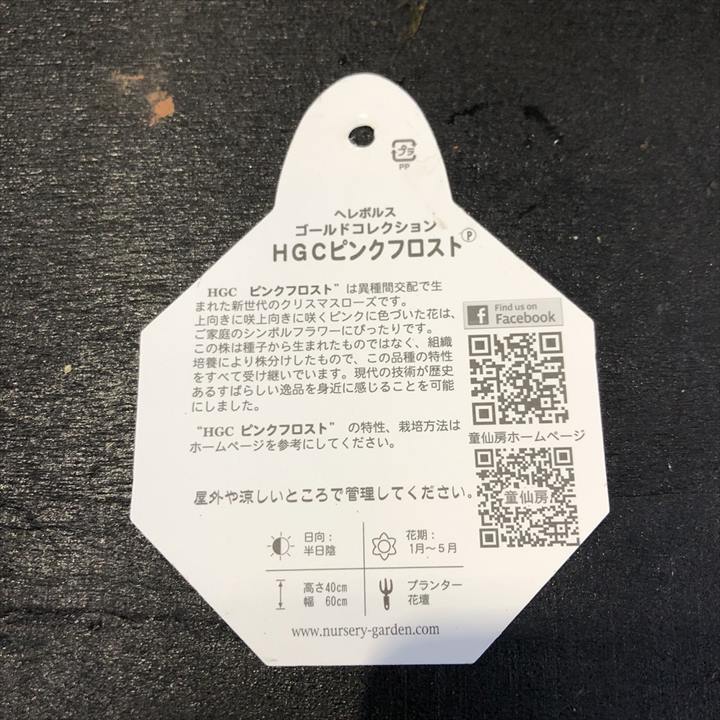 クリスマスローズ 童仙房 HGC ピンクフロスト 4.5号｜山野04-PA | 草花