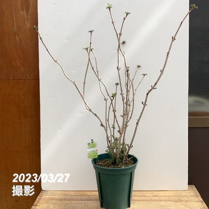 決算P5倍！10%OFF！8/2まで】西洋ニワトコ サンブカス ゴールデン