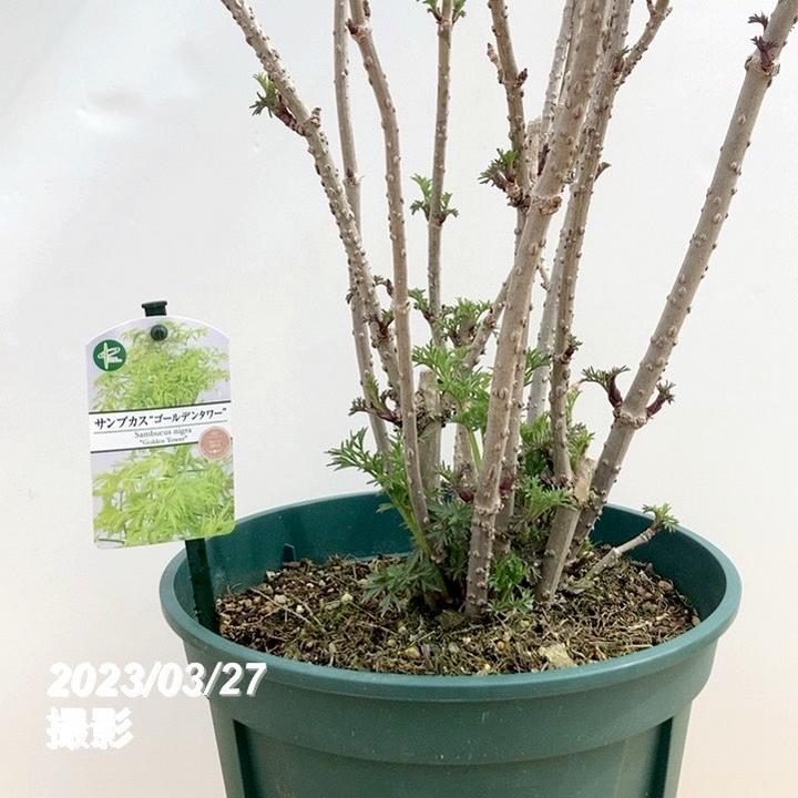 決算P5倍！10%OFF！8/2まで】西洋ニワトコ サンブカス ゴールデン