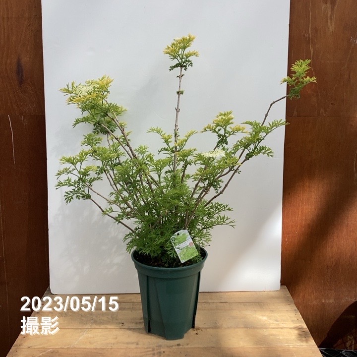 西洋ニワトコ サンブカス ゴールデンタワー 8号｜花木10-TU