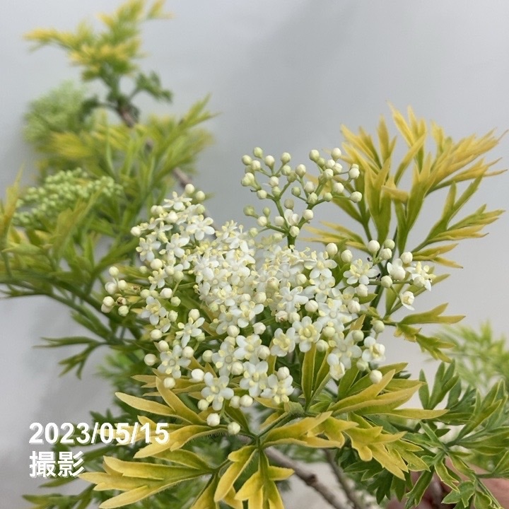 西洋ニワトコ サンブカス ゴールデンタワー 8号｜花木10-TU | 花木