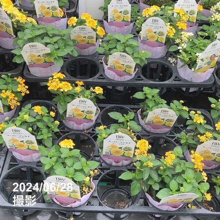 PW スーパーランタナ サニーイエロー 3.5号×3株セット PVP｜草花04-PA