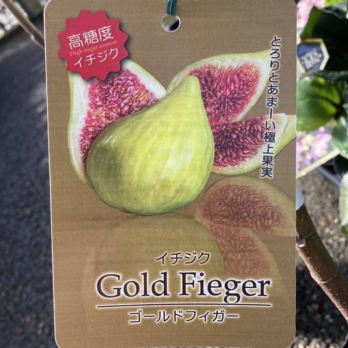 イチジク ゴールドフィグ 実付き特大苗 果樹 日本花キ流通