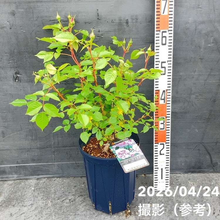 お買い得！】バラ大苗 プリマヴィスタ 7号 ロサ・オリエンティス｜花木