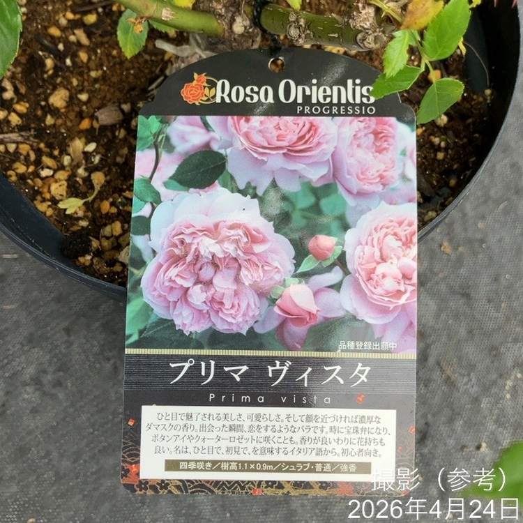 お買い得！】バラ大苗 プリマヴィスタ 7号 ロサ・オリエンティス｜花木