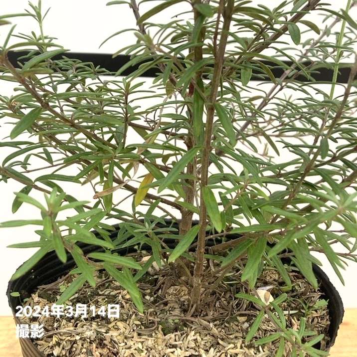 ウェストリンギア 5号 ※お届けに10日程度かかる場合がございます