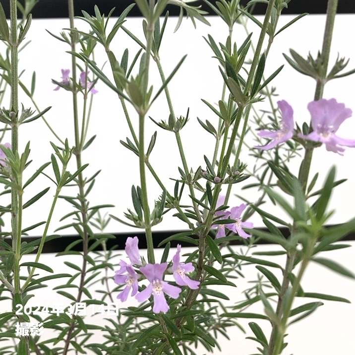 ウェストリンギア 5号 ※お届けに10日程度かかる場合がございます