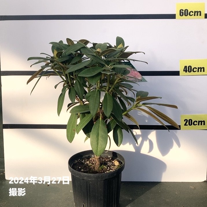 西洋シャクナゲ 6号 ドック｜花木03-D3 | 花木・庭木,シャクナゲ