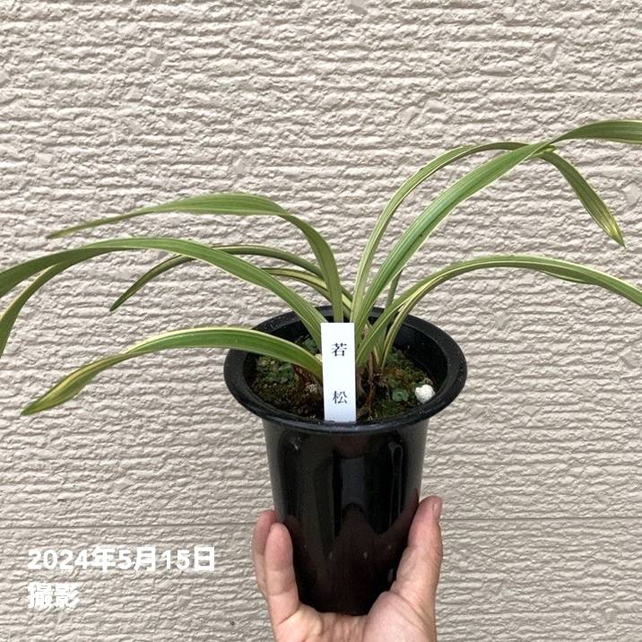 来季開花見込み株＞キンリョウヘン 4号（若松）｜ミツバチ蘭｜洋蘭10