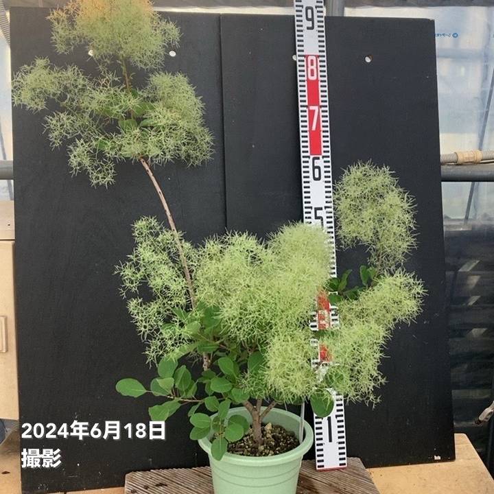 スモークツリー ピンクパール 6号｜花木04-PA | 花木・庭木,スモーク