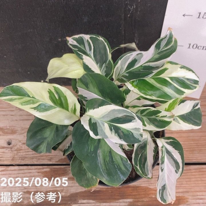 カラテア ホワイトフュージョン 3.5号～4号｜観葉04-PA | 観葉・多肉