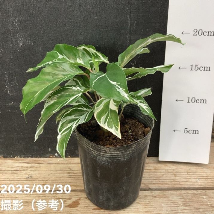 花・観葉植物用ポット コーテス ガレア ロー L 53/B 1個入り ct-011w53e [KTp155]（代引き不可） 花・観葉植物用ポット コーテス ガレア ロー L 53⁄B セメント（1個入り