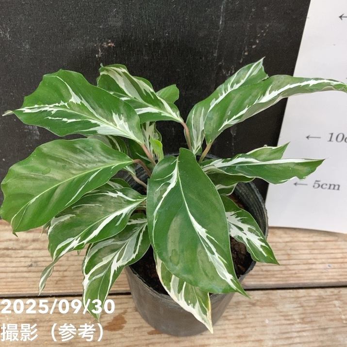 カラテア ホワイトフュージョン カラテア ホワイトフュージョン 3.5号～4号｜観葉04-PA | 観葉