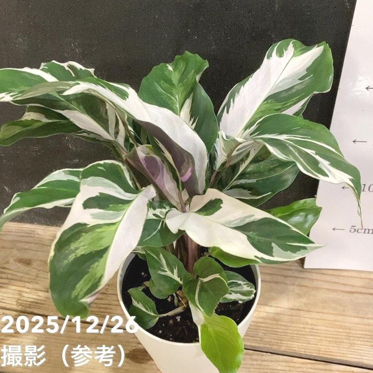 カラテア ホワイトフュージョン 3.5号～4号｜観葉04-PA | 観葉・多肉