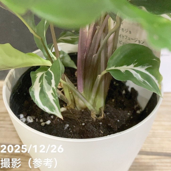 カラテア ホワイトフュージョン 3.5号～4号｜観葉04-PA | 観葉・多肉
