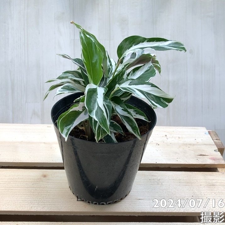 カラテア ホワイトフュージョン 3.5号～4号｜観葉04-PA | 観葉