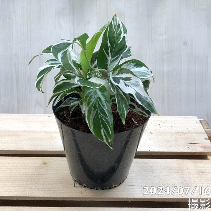 カラテア ホワイトフュージョン 3.5号～4号｜観葉04-PA | 観葉・多肉