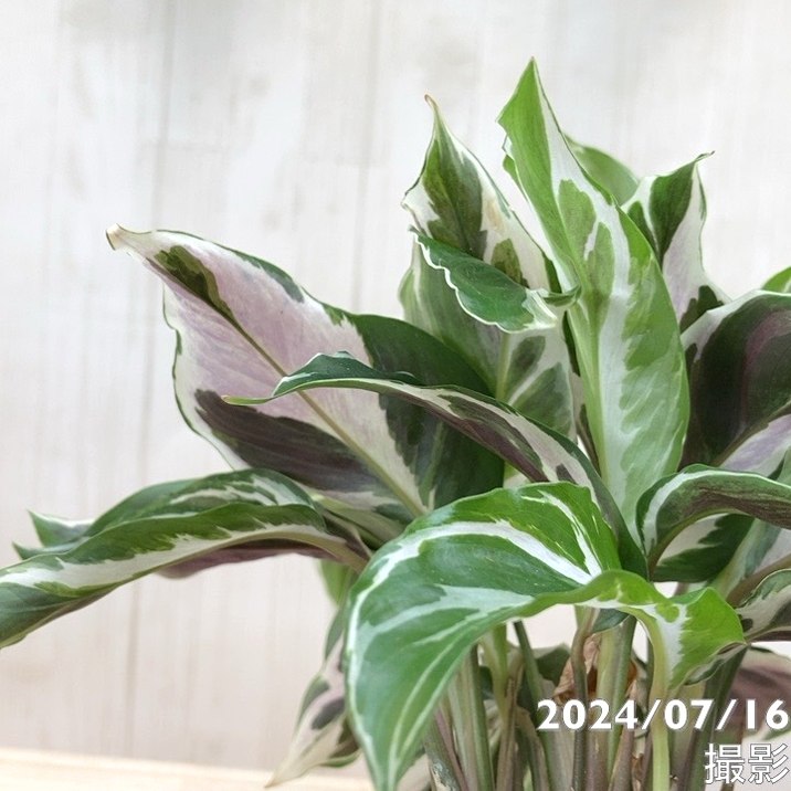 カラテア ホワイトフュージョン カラテア ホワイトフュージョン 3.5号～4号｜観葉04-PA | 観葉