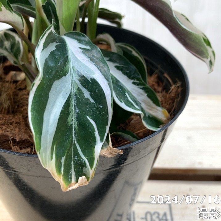 カラテア ホワイトフュージョン 3.5号～4号｜観葉04-PA | 観葉・多肉