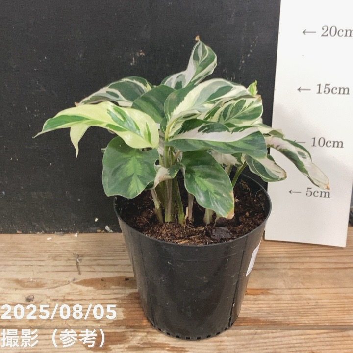 カラテア ホワイトフュージョン カラテア ホワイトフュージョン 3.5号～4号｜観葉04-PA | 観葉