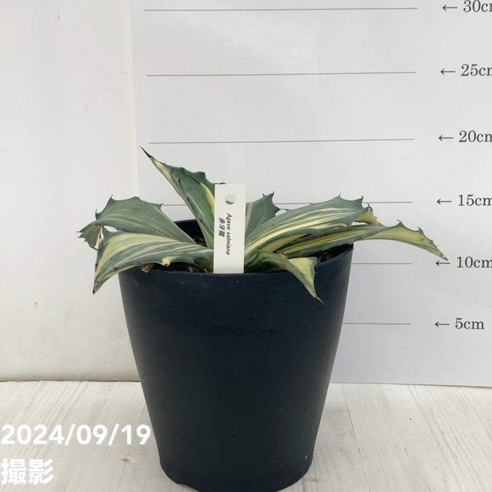 現品お届け】アガベ 5号 赤牙龍 Agave salmiana（A18）｜観葉01-D1