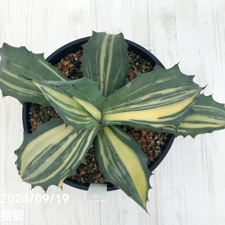 現品お届け】アガベ 5号 赤牙龍 Agave salmiana（A18）｜観葉01-D1