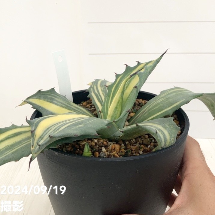 現品お届け】アガベ 5号 赤牙龍 Agave salmiana（A18）｜観葉01-D1