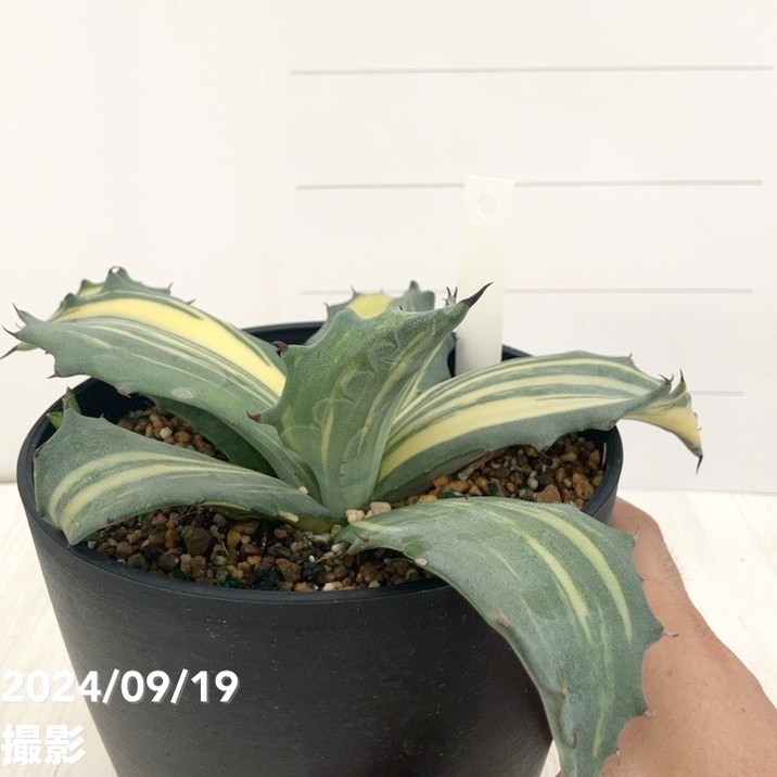 現品お届け】アガベ 5号 赤牙龍 Agave salmiana（A18）｜観葉01-D1