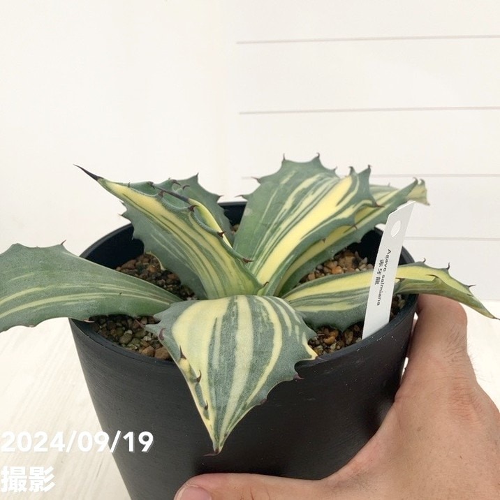 現品お届け】アガベ 5号 赤牙龍 Agave salmiana（A18）｜観葉01-D1