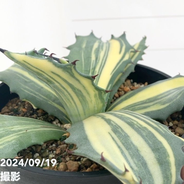 現品お届け】アガベ 5号 赤牙龍 Agave salmiana（A18）｜観葉01-D1