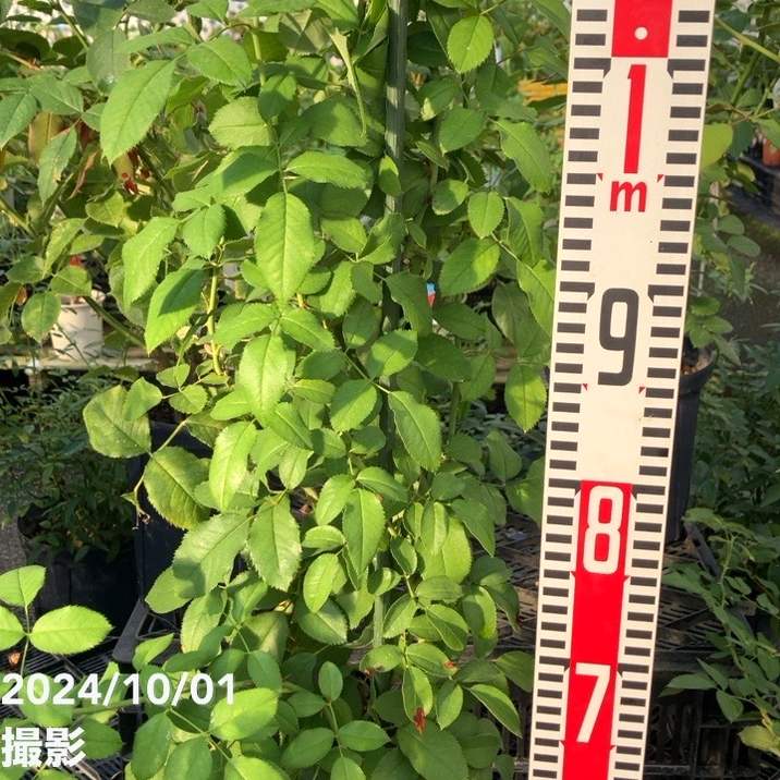 数量限定】バラ長尺仕立て ジェフ・アーティスト 6号ロングスリット鉢