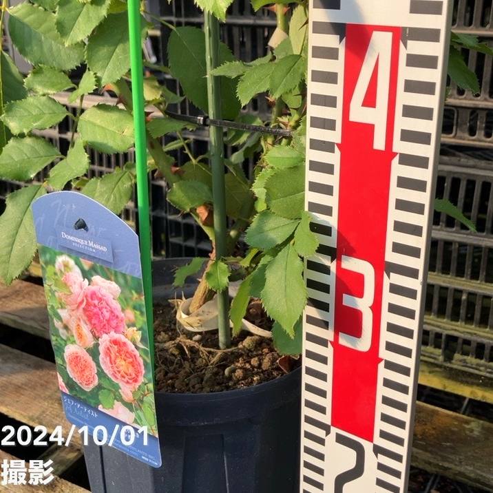 数量限定】バラ長尺仕立て ジェフ・アーティスト 6号ロングスリット鉢