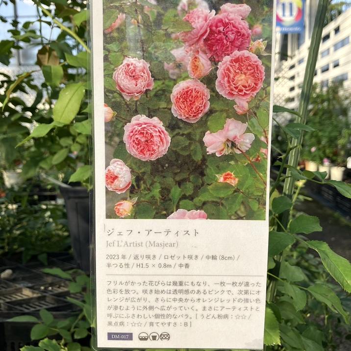 数量限定】バラ長尺仕立て ジェフ・アーティスト 6号ロングスリット鉢