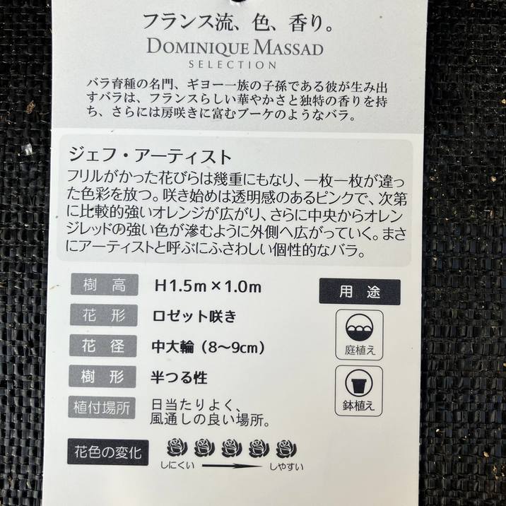 数量限定】バラ長尺仕立て ジェフ・アーティスト 6号ロングスリット鉢