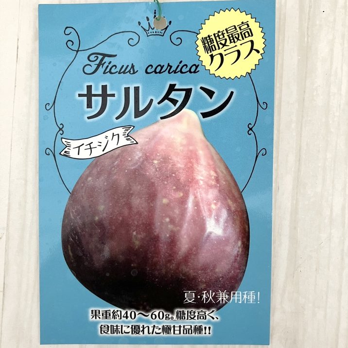 イチジク サルタン 5.5号｜果樹10-TU | 果樹,イチジク | 赤塚植物園