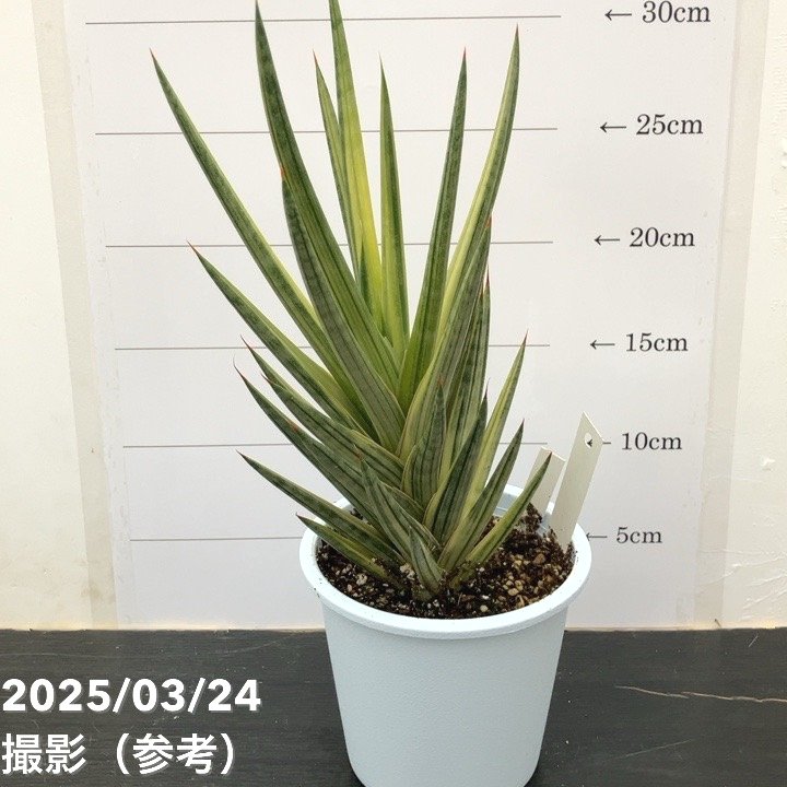 現品お届け】サンスベリア 4号 フランシシー 斑入り（S111）｜観葉02