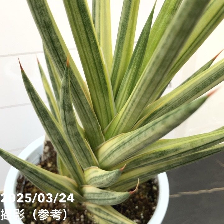 現品お届け】サンスベリア 4号 フランシシー 斑入り（S111