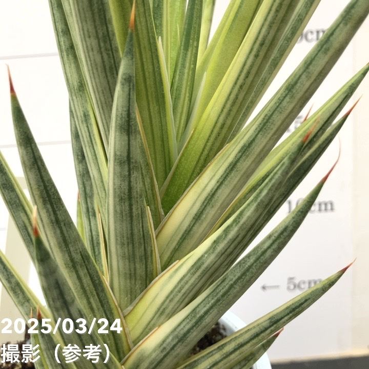 現品お届け】サンスベリア 4号 フランシシー 斑入り（S111）｜観葉02