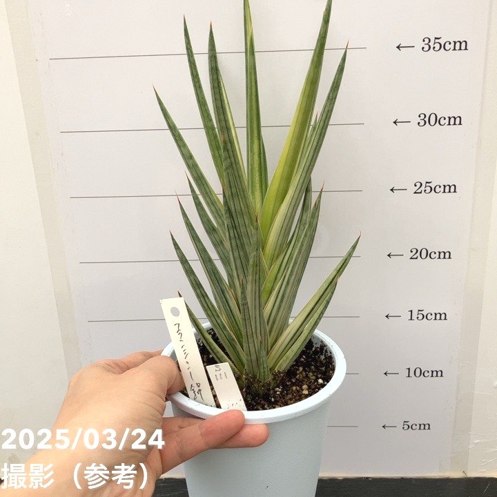 現品お届け】サンスベリア 4号 フランシシー 斑入り（S111）｜観葉02 