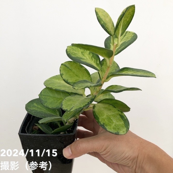 植木鉢　谷嵐山　希少品 植木鉢 谷嵐山 希少品 210923_0977_sq.jpg