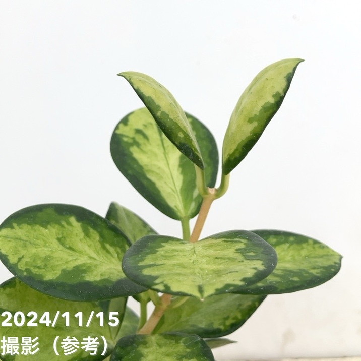 現品お届け】ホヤ オーストラリス 3.5号（2）｜観葉10-TU