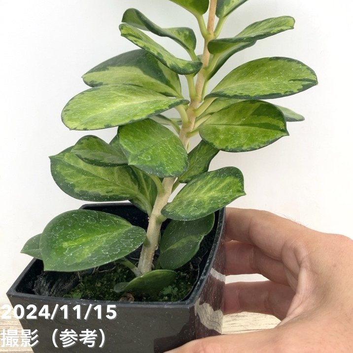 ホヤ ポリネウラ Hoya polyneura ホヤ植物 植物 珍奇植物 珍奇