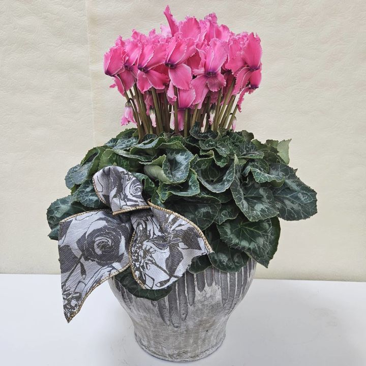 赤塚植物園オリジナル冬ギフト シクラメン ピンク系 インテリア鉢｜鉢